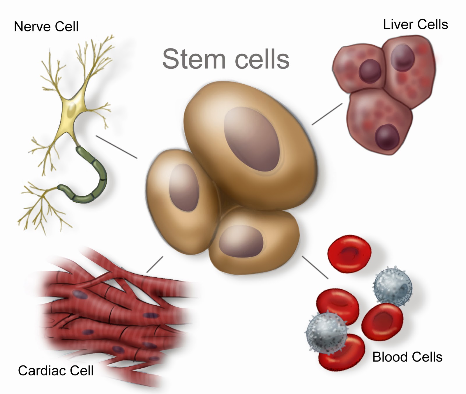 stemcellsnew